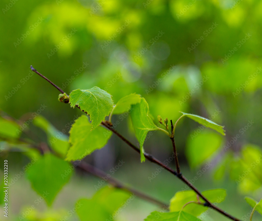 Obraz premium green birch leaves on summer sunny day