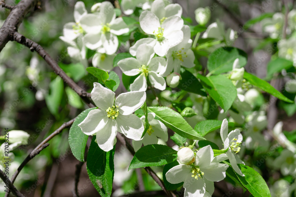 blooming Apple tree on a Sunny summer day blooming Apple tree on a Sunny summer day