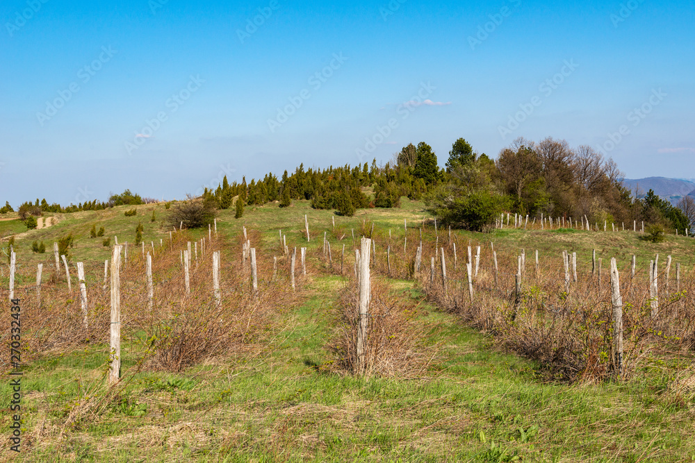 Few lines raspberry farm. Raspberry Plantation in Serbia