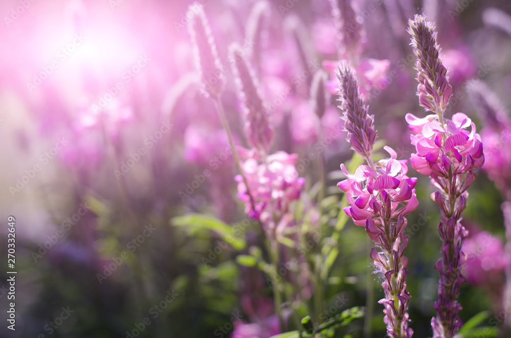 Obraz premium Onobrychis viciifolia inflorescence, common sainfoin with pink flowers. Wild pink flowers with sun flare background