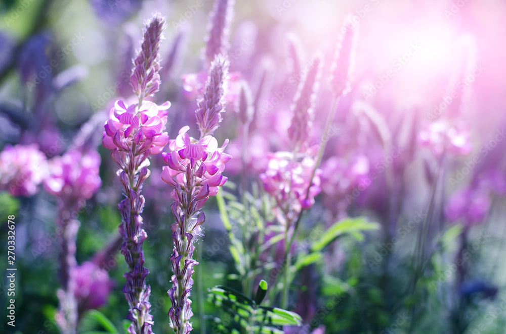 Obraz premium Onobrychis viciifolia inflorescence, common sainfoin with pink flowers. Wild pink flowers with sun flare background