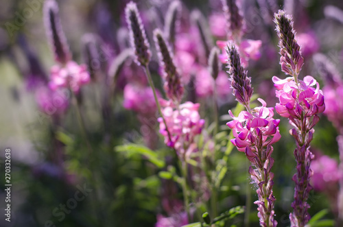 Onobrychis viciifolia inflorescence  common sainfoin with pink flowers. Wild pink flowers background