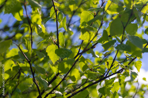 green birch leaves on summer sunny day