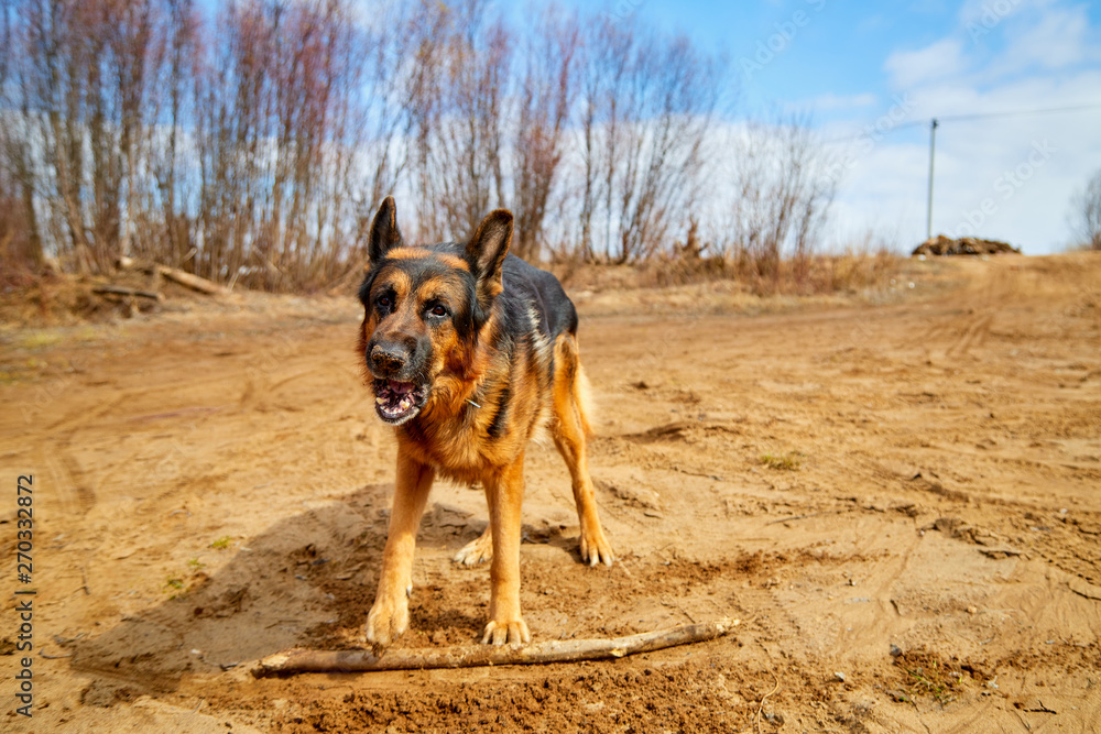 Dog German Shepherd on the sand in a spring day