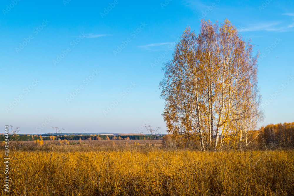 Golden field with grass, birch tree in the background and deep blue sky