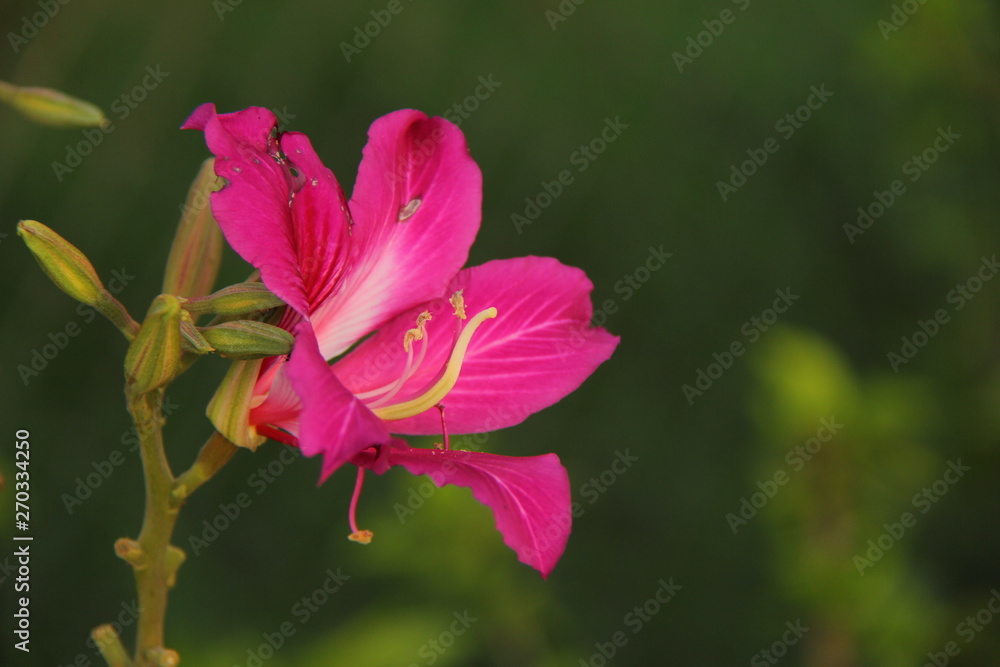 Fototapeta premium blossom