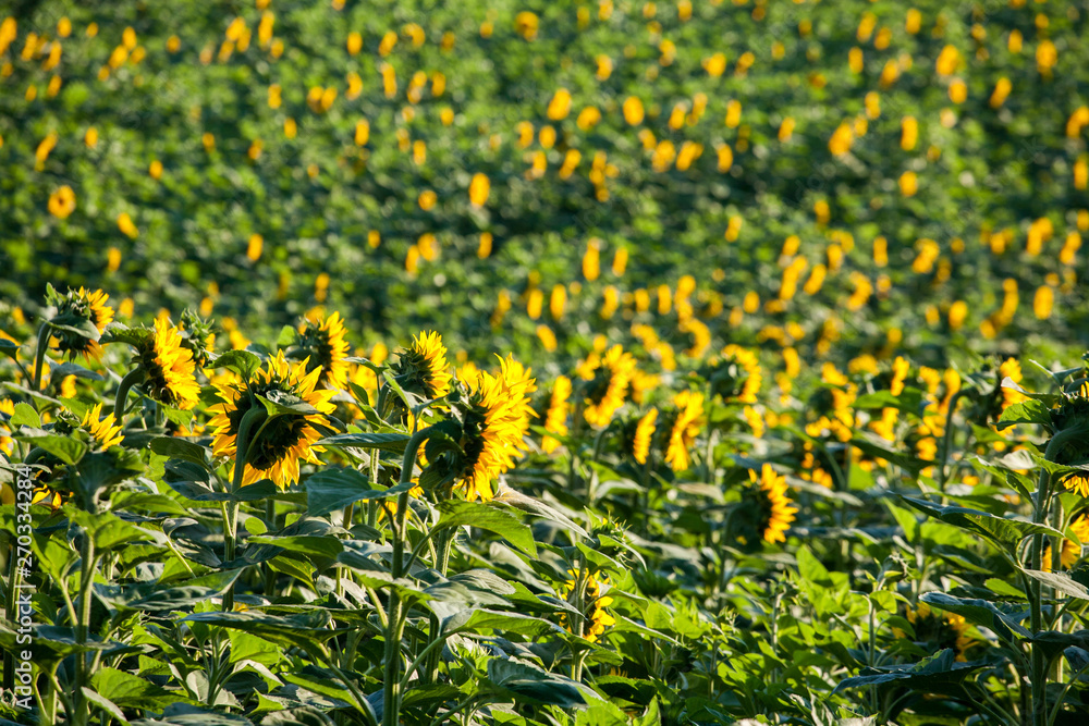 Sunflower field landscape Sunflower field landscape