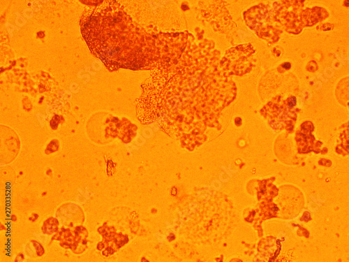 cell virus Micro organism view from microscope