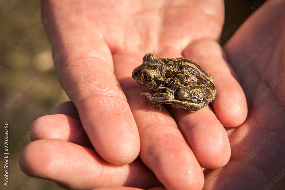 a little frog a garlic in the hands a little frog a garlic in the hands