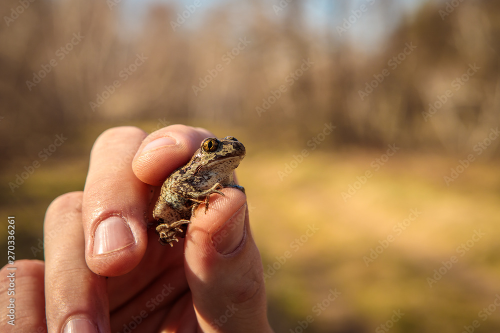 a little frog a garlic in the hands