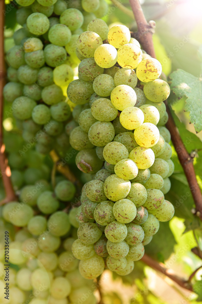 Vine and bunch of white grapes in garden Vine and bunch of white grapes in garden