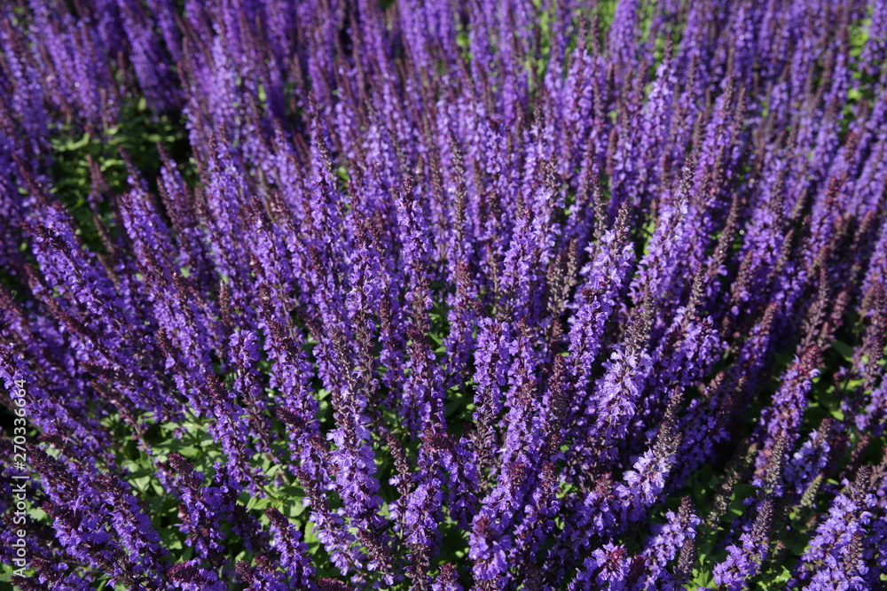 Fototapeta premium beautiful purple lavender flowers in a field. Top view.
