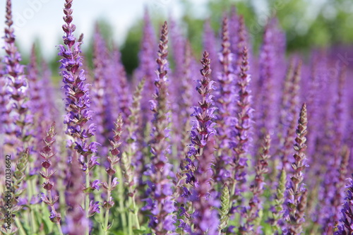 beautiful purple lavender flowers in a field