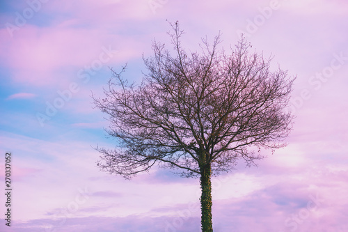 Silhouette of a tree without leaves against the sunset sky