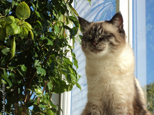 Кот на солнце