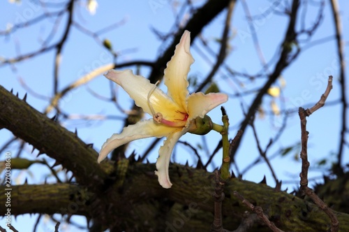 Close up of a Chorisia Insignis flower in full bloom, Spain. photo