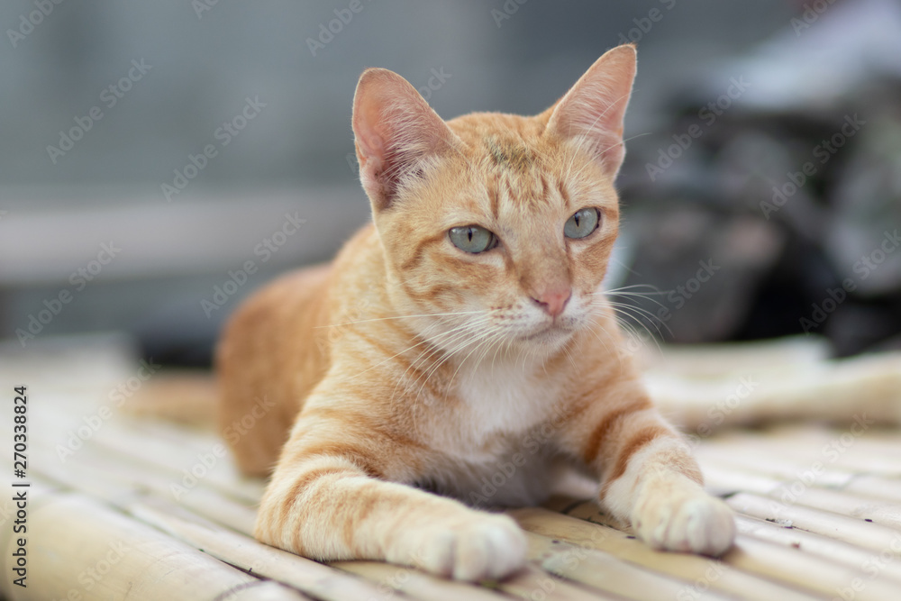 Naklejka premium portrait of a cat