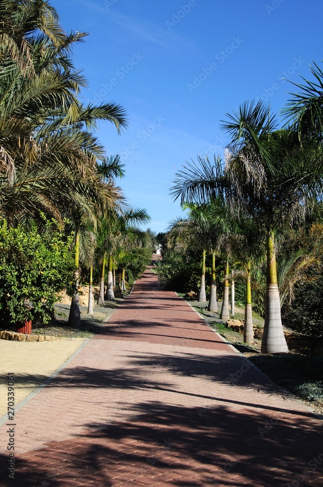 View along the palm avenue at La Concepcion Historical Botanical Gardens, Malaga, Spain.
