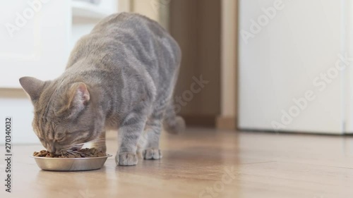 Scottish straight cat comes to his silver bowl and eating dry food