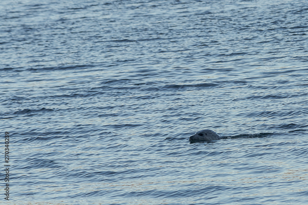seal peeking above the water as it passes seal peeking above the water as it passes