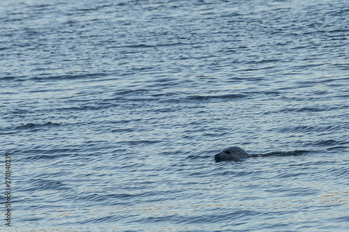 seal peeking above the water as it passes © Taya