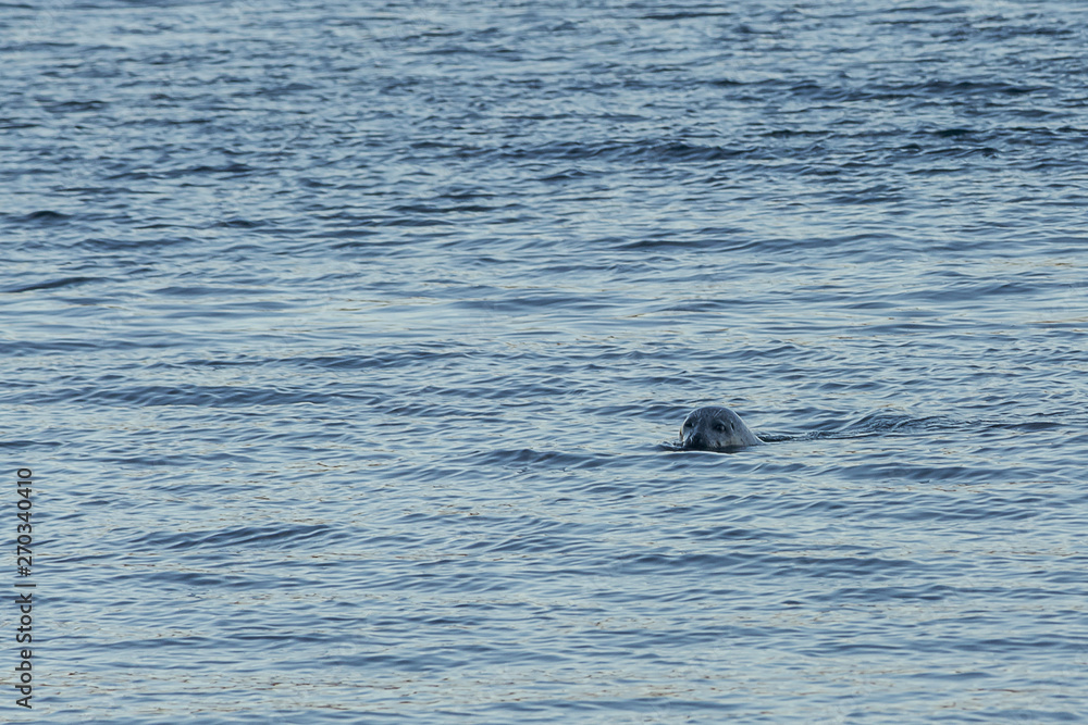 seal peeking above the water at camera seal peeking above the water at camera