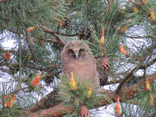 Owl. (The Vast Russia! Sergey, Bryansk.)