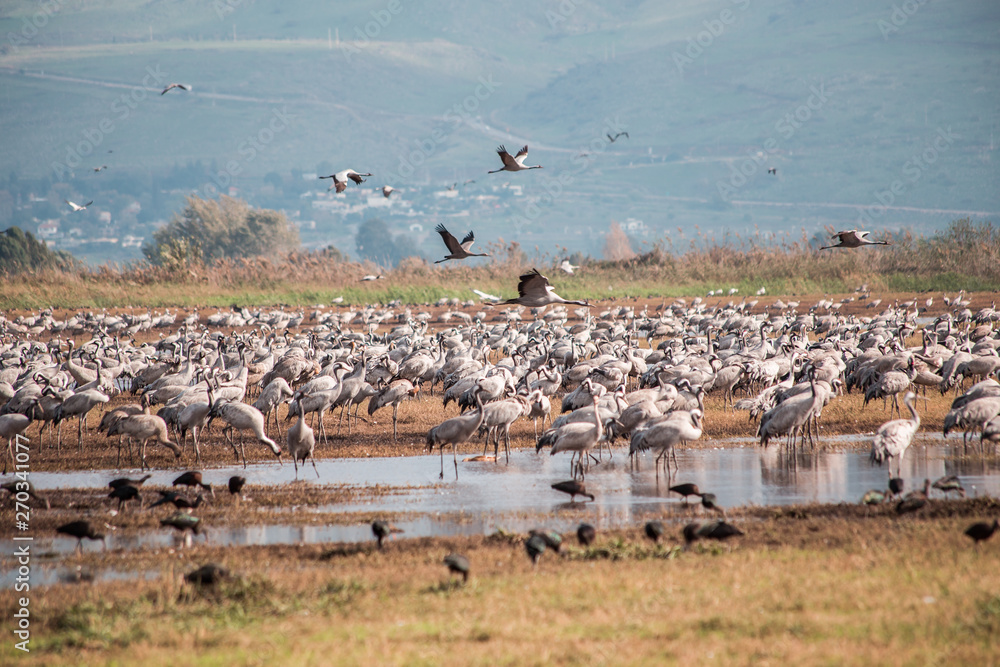 Thousands of cranes feeding on hula valley lake