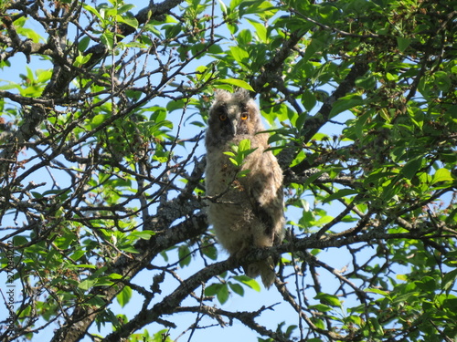 Owl. (The Vast Russia! Sergey, Bryansk.)