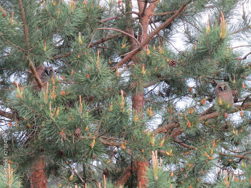 Owl. (The Vast Russia! Sergey, Bryansk.)