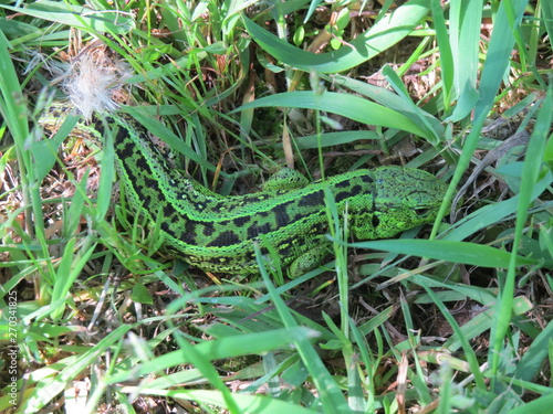 Lizard. (The Vast Russia! Sergey, Bryansk.)