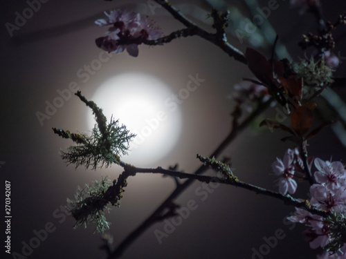 flowering tree branches with the moon blurred in the background