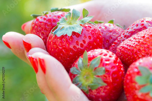 Hand einer jungen Frau mit rot lackierten Nägeln und frischen Erdbeeren