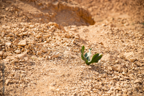 Принти на полотні Lonely strong green plant growing in the middle of the desert