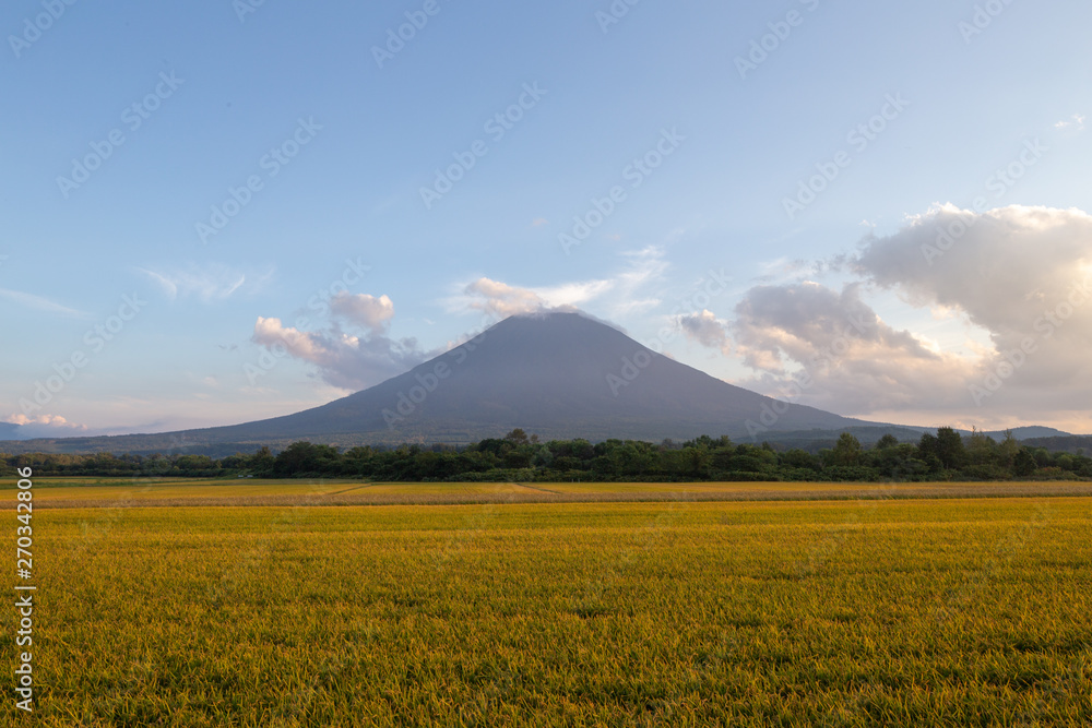 Mt Yotei with rice paddies Niseko Hokkaido Japan Mt Yotei with rice paddies Niseko Hokkaido Japan