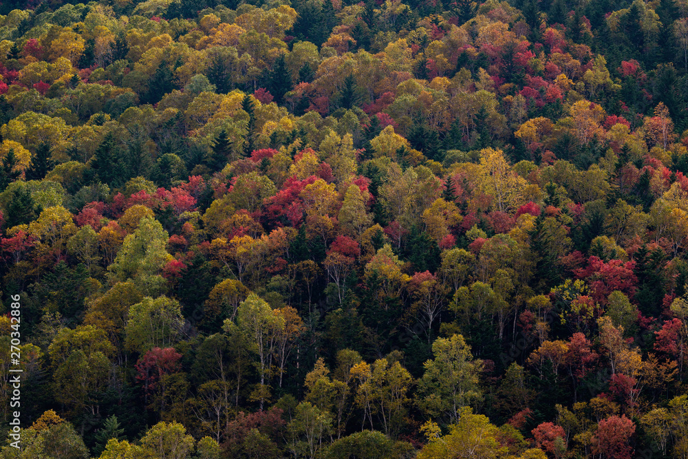 Autumn forest in September Hokkaido Japan
