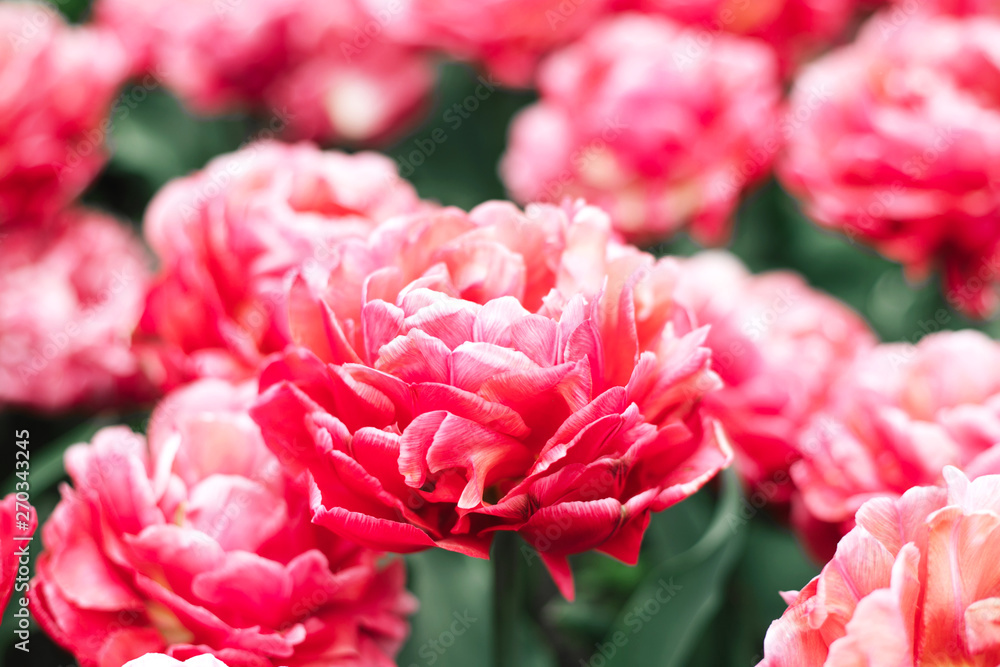 Pink tulip close up at spring field. Pink tulip close up at spring field.