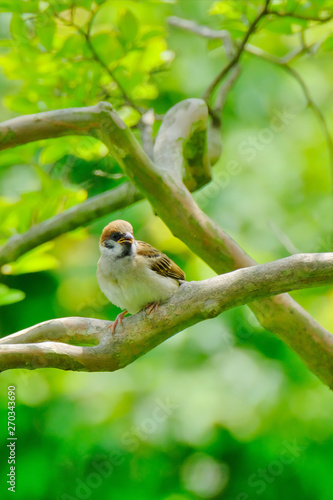 sparrow in forest