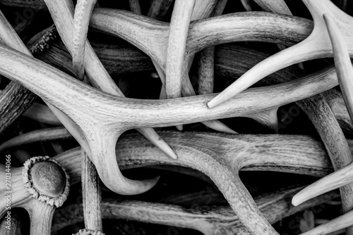 Antler detail