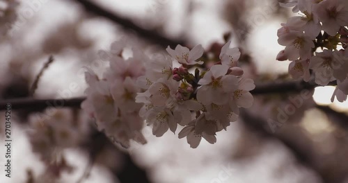 Cherry blossom at the park daytime cloudy closeup photo