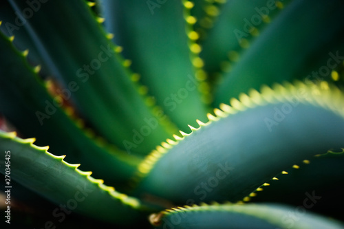 Close-up of Krantz aloe (Aloe arborescens) leaves. Selective focus and shallow depth of field. photo