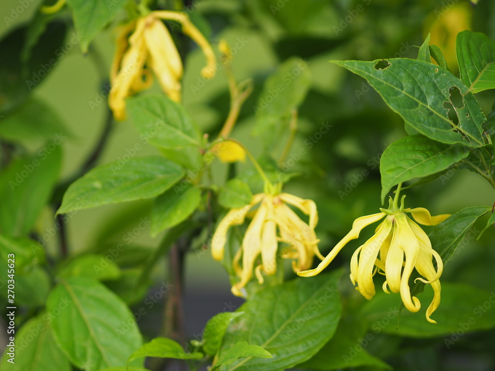Cananga odorata Ylang-ylang name of flower Waves Gray bark Bouquet of flowers into a cluster Yellow or green petals are fragrant Cananga odorata Ylang-ylang name of flower Waves Gray bark Bouquet of flowers into a cluster Yellow or green petals are fragrant