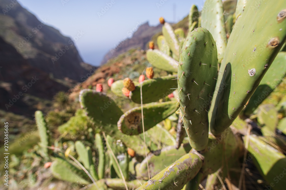 Opuntia ficus-indica, prickly pear, indian fig, ripe tasty fruits. Cactus close-up shot in Tenerife, Canary islands, Spain