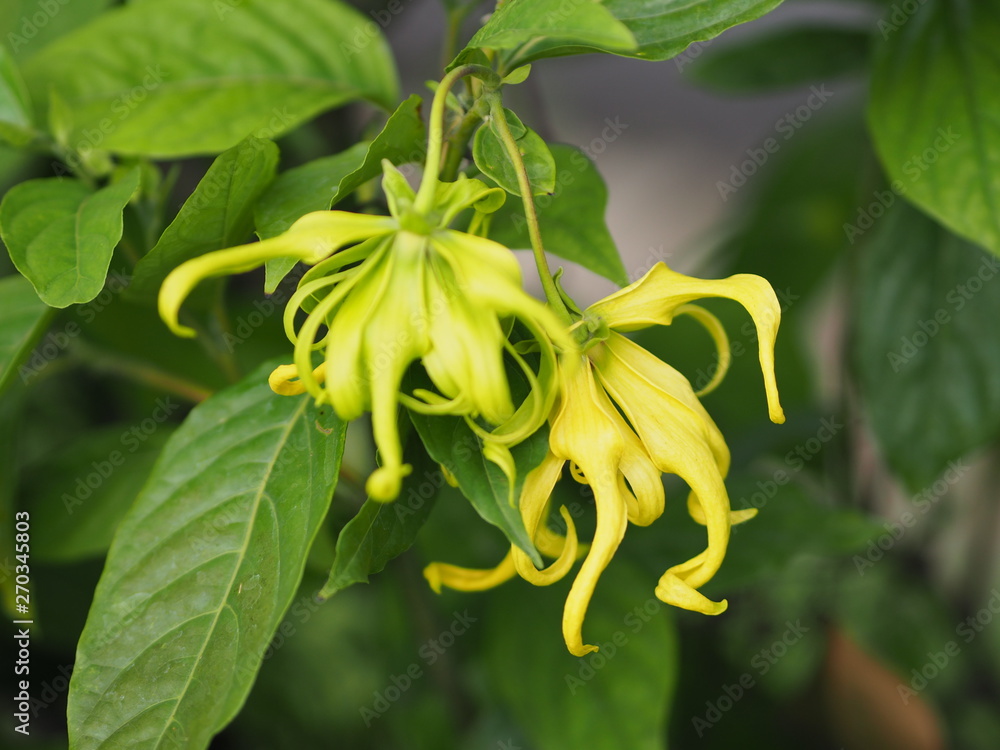 Obraz premium Cananga odorata Ylang-ylang name of flower Waves Gray bark Bouquet of flowers into a cluster Yellow or green petals are fragrant