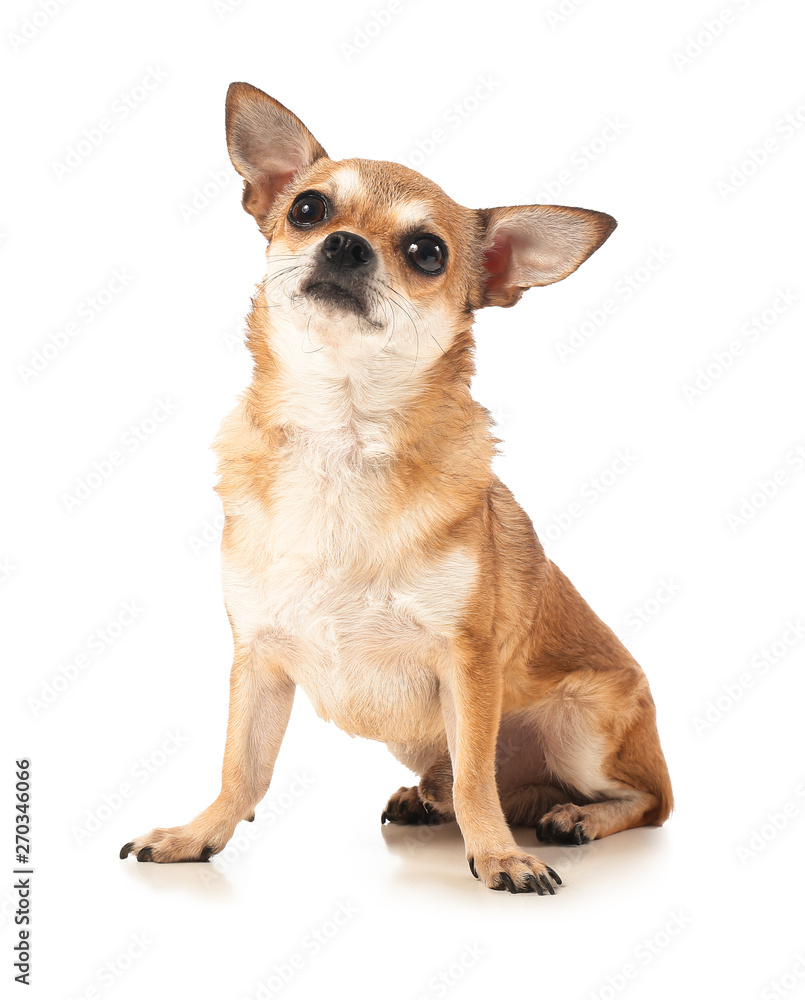 Cute chihuahua dog on white background Cute chihuahua dog on white background