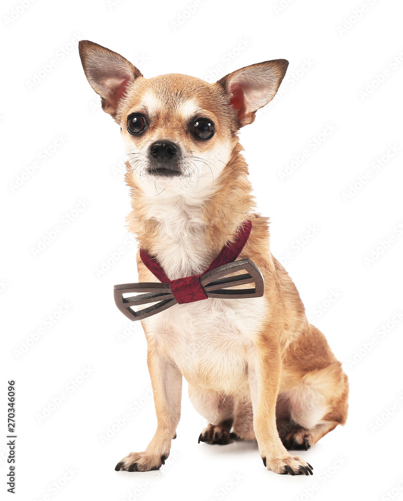 Cute chihuahua dog with bowtie on white background Cute chihuahua dog with bowtie on white background
