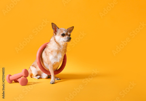 Cute chihuahua dog with hula hoop and dumbbells on color background © Pixel-Shot