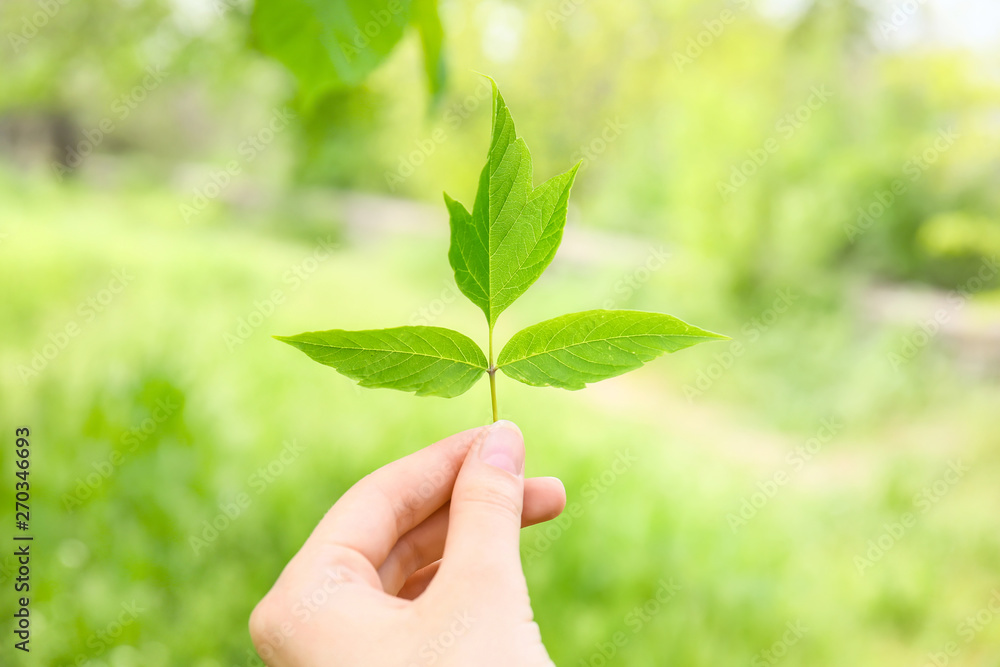 Female hand with fresh green leaves outdoors. Eco concept Female hand with fresh green leaves outdoors. Eco concept