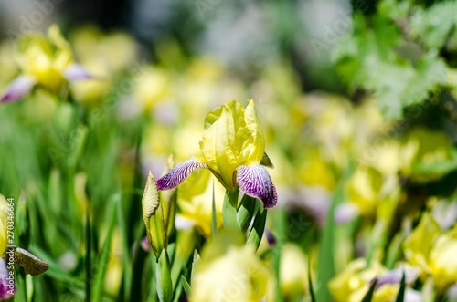 the iris flower, from the Greek means rainbow, is born on many gardens in spring. photo