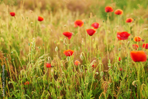 Ukrainian poppy field, ecological areas of Ukraine. Ukraine's Independence Day. Remembrance Day, Anzac Day tribute to the fallen.